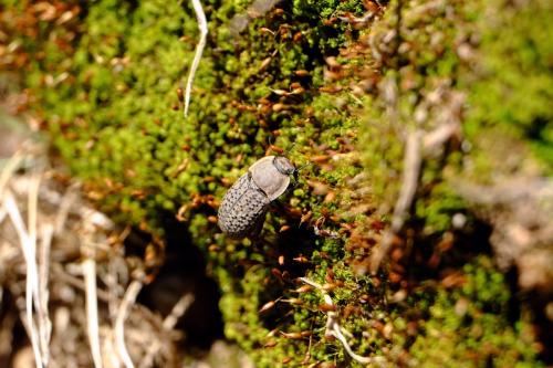 Réf. 257 516 : Opatrum sabulosum